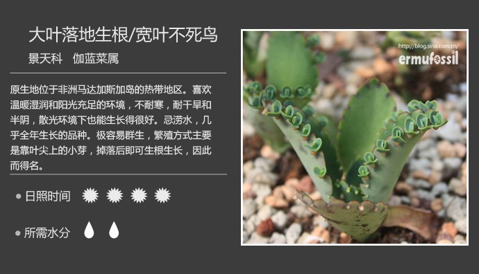 多肉植物品种大全图解图片