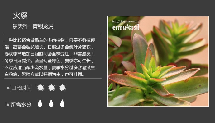 多肉植物品种大全图解图片