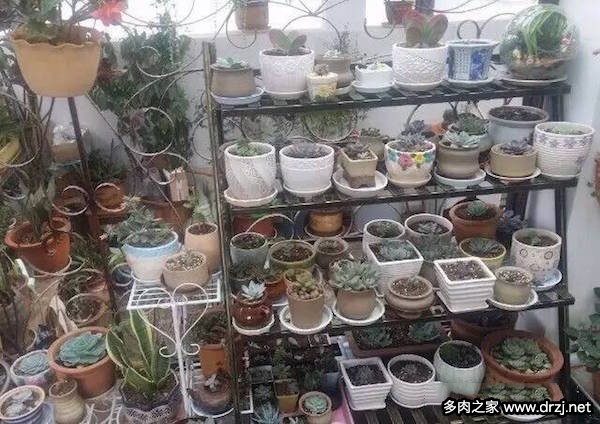 1000种多肉植物图鉴图片