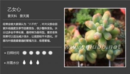 1000种多肉植物图鉴图片