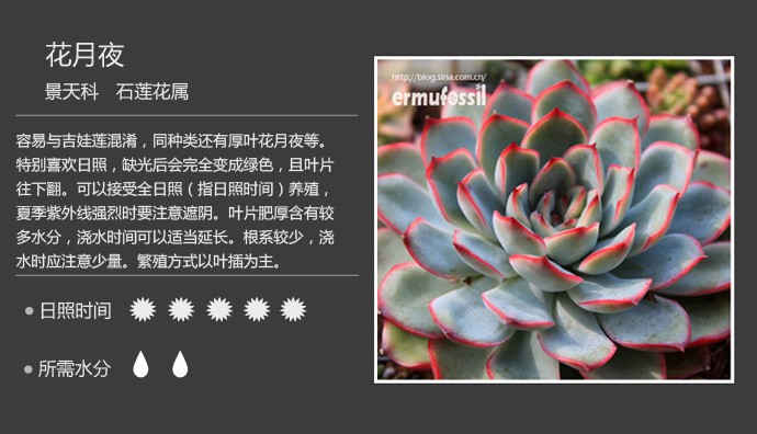 多肉植物品种大全图解图片