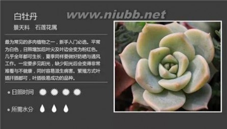 1000种多肉植物图鉴图片