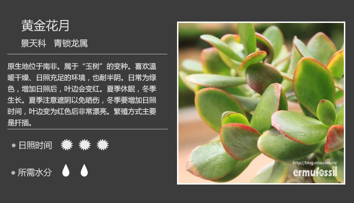 多肉植物品种大全图解图片