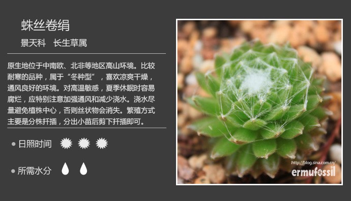 多肉植物品种大全图解图片