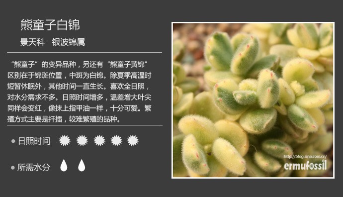 多肉植物品种大全图解图片