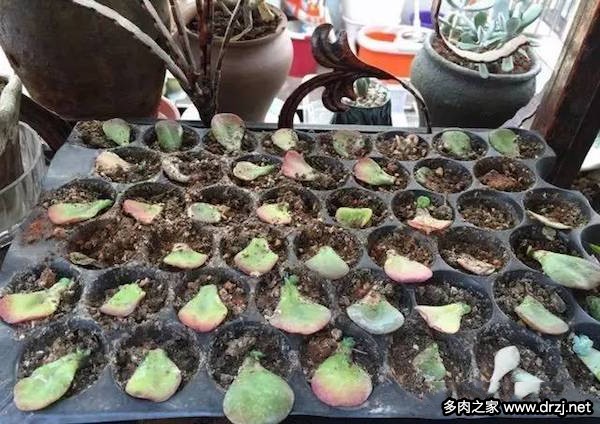 1000种多肉植物图鉴图片