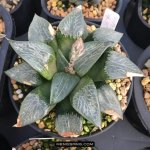 多肉植物品种大全图解图片