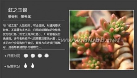 1000种多肉植物图鉴图片