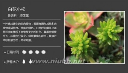 1000种多肉植物图鉴图片