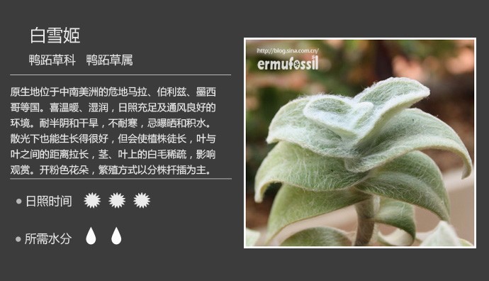 多肉植物品种大全图解图片