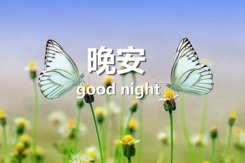 每天说晚安的人是怎样的人图片