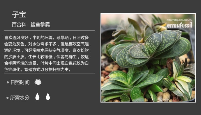 多肉植物品种大全图解图片