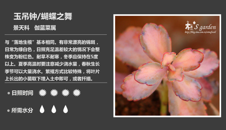 多肉植物品种大全图解图片
