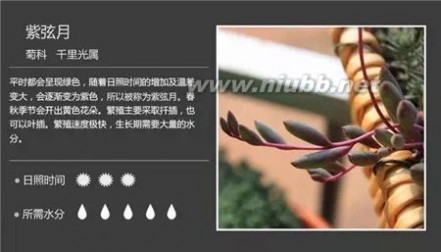 1000种多肉植物图鉴图片