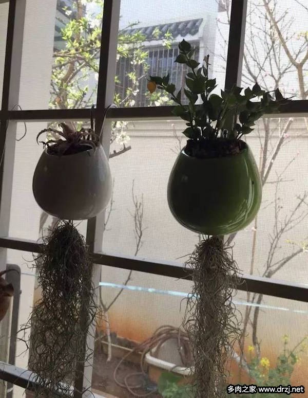1000种多肉植物图鉴图片