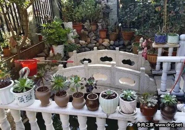 1000种多肉植物图鉴图片