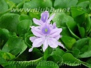 1000种多肉植物图鉴图片