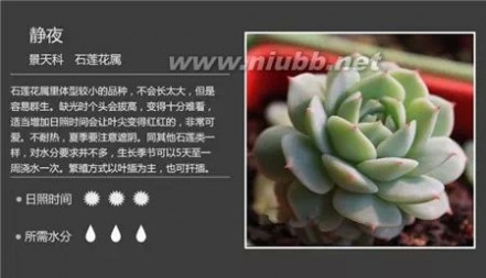 1000种多肉植物图鉴图片
