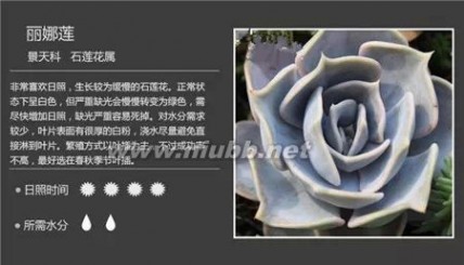 1000种多肉植物图鉴图片
