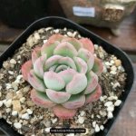 多肉植物品种大全图解图片