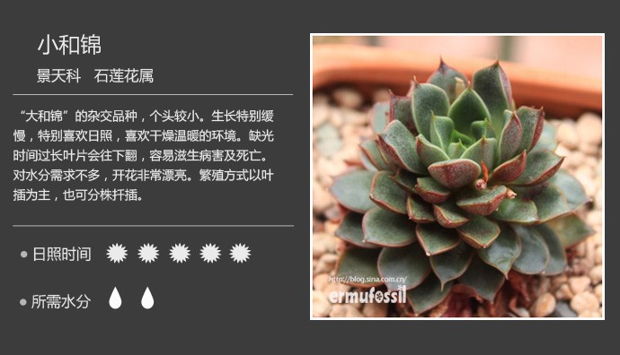 多肉植物品种大全图解图片
