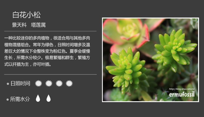 多肉植物品种大全图解图片