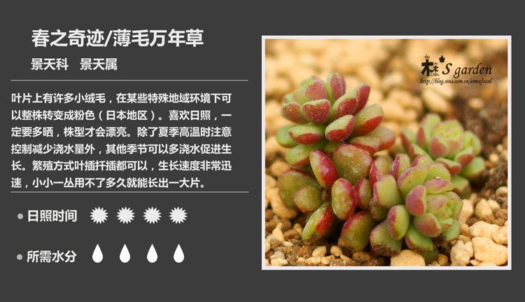 多肉植物品种大全图解图片