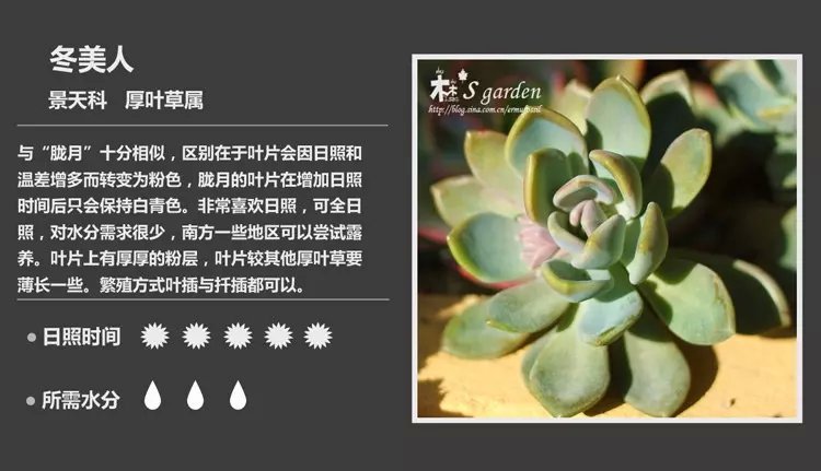 多肉植物品种大全图解图片