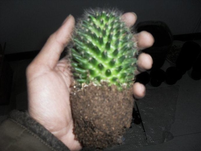 多肉植物浇水还是喷雾图片