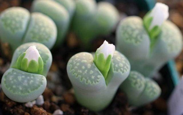 多肉植物能晒太阳吗图片