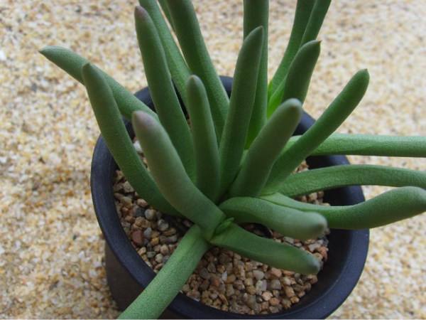 多肉植物浇水还是喷雾图片