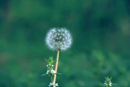 世界上花语最黑暗的花图片