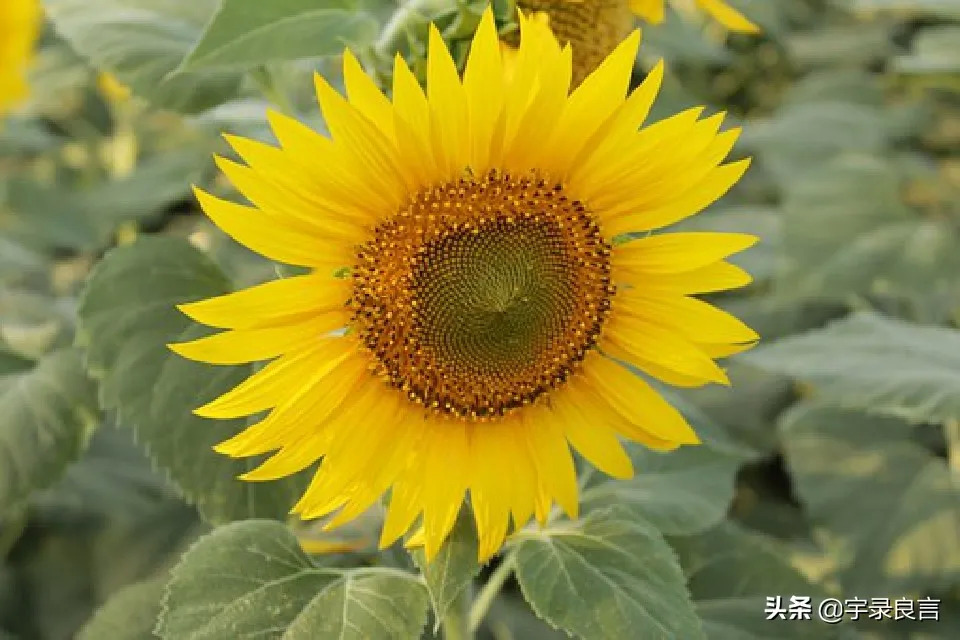 且行且珍惜的经典句子 感慨人生不易的句子图片