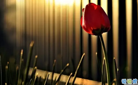 2018七夕情人节表白语录超浪漫 很甜很撩人的七夕告白语录