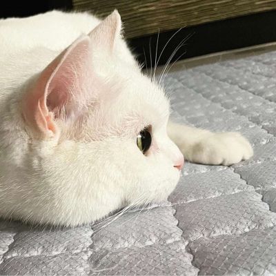 卡哇伊小猫咪超可爱头像图片