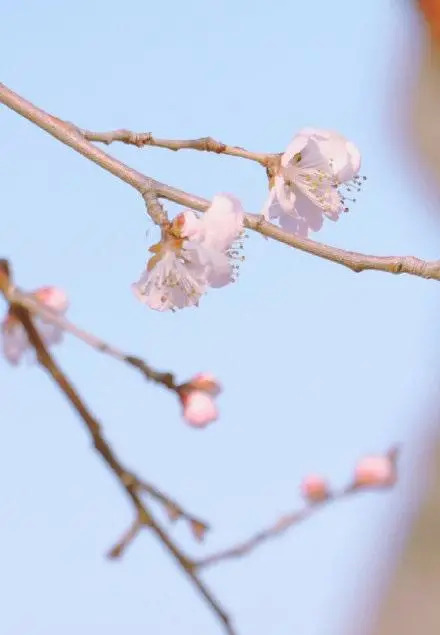 形容桃花的唯美短句 朋友圈晒桃花的说说图片