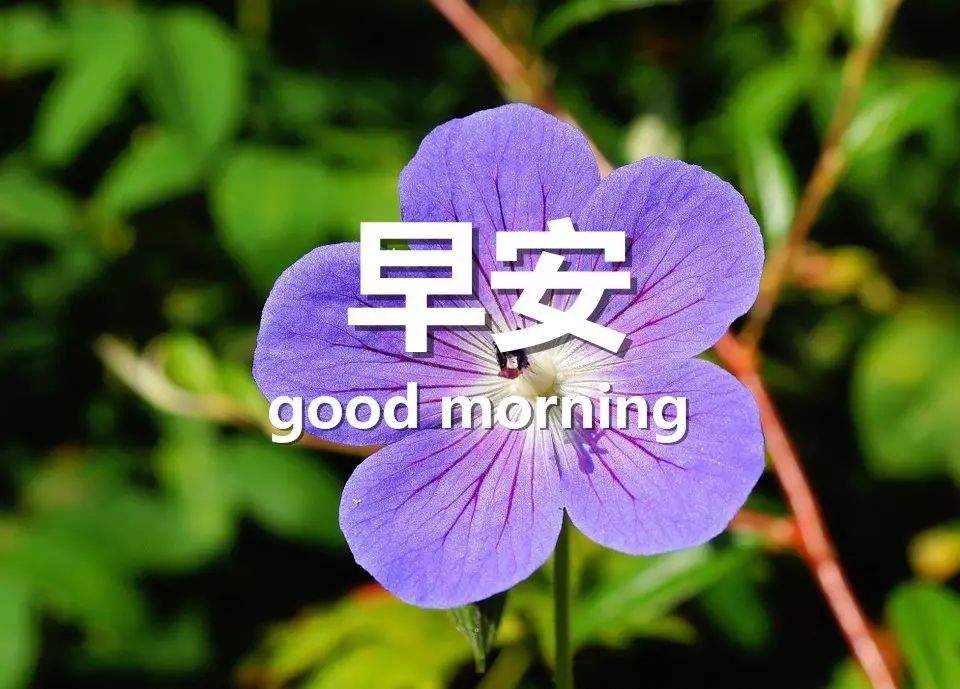 甜甜的早安语,高情商说早安