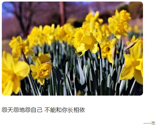怨天怨地怨自己 不能和你长相依图片