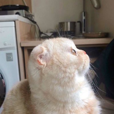 卡哇伊小猫咪超可爱头像图片