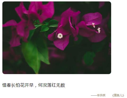 惜春长怕花开早,何况落红无数