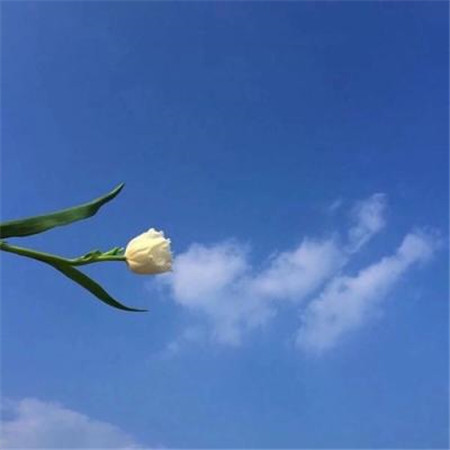 微信头像简约小清新干净图片