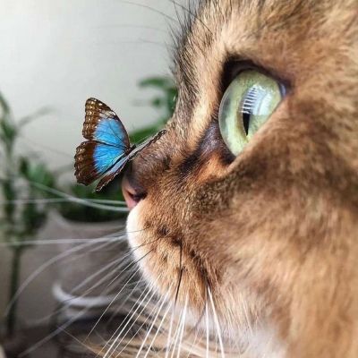 卡哇伊小猫咪超可爱头像图片