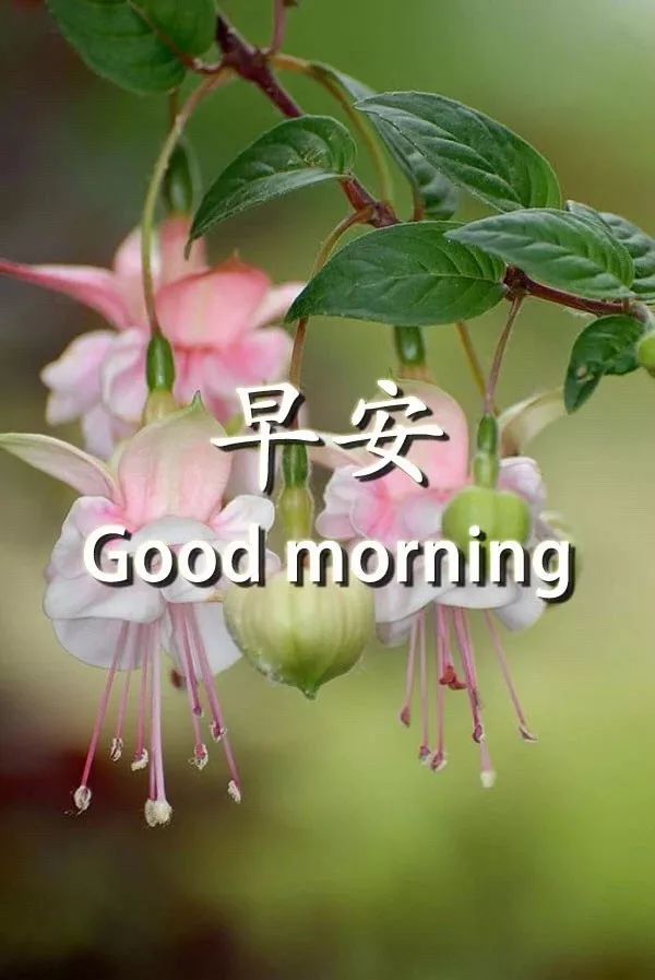 高情商说早安，一句早上好暖心的话