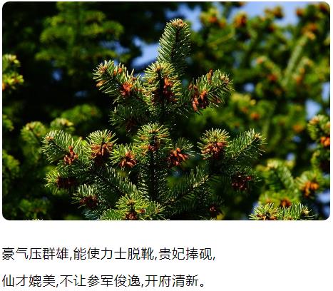 豪气压群雄能使力士脱靴贵妃捧砚仙才媲美不让参军俊逸图片