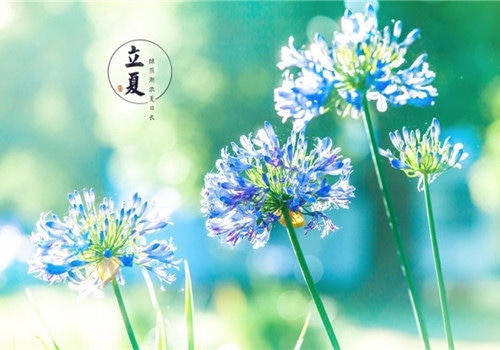 2020立夏的朋友圈说说短句 关于立夏的说说短句