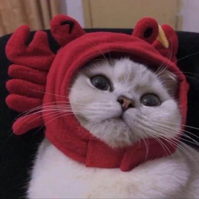 卡哇伊小猫咪超可爱头像图片