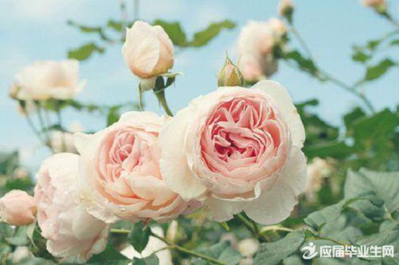 人间四月的优美句子 四月发朋友圈的精美句子图片