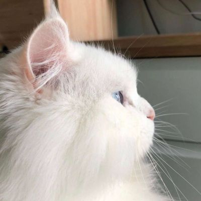 卡哇伊小猫咪超可爱头像图片