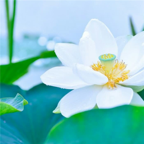 微信头像简约小清新干净图片