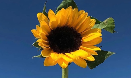 六一儿童节最经典的祝福语 2021儿童节的祝福语大全